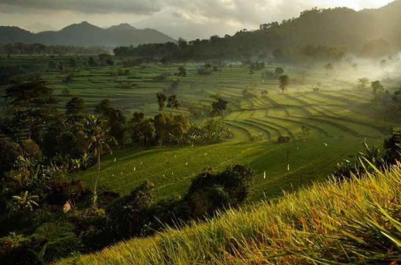 Terasering sawah Tegalalang Ubud saat matahari terbenam dengan efek sinar matahari masuk di sela-sela pohon kelapa.