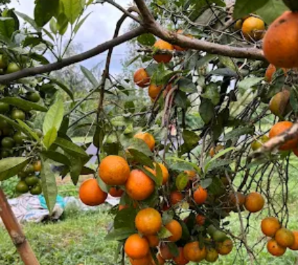 Wisata Petik Jeruk Kintamani wisata memetik jeruk di kintamani