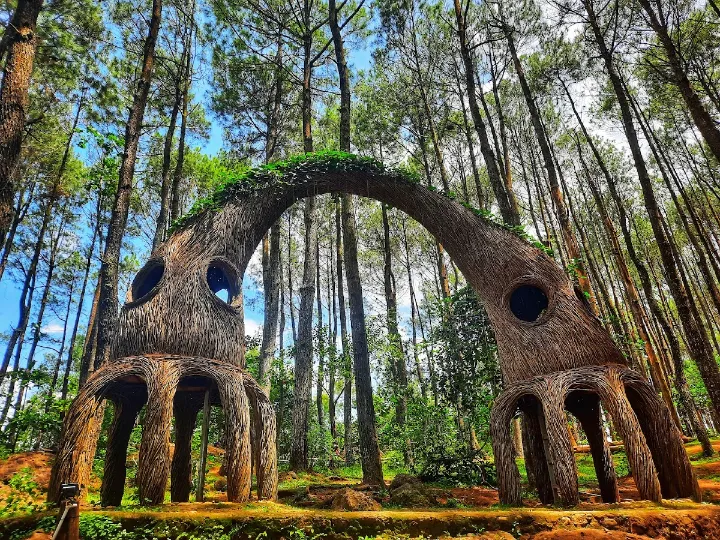 spot foto hutan pinus pengger yogyakarta spot foto hutan pinus pengger yogyakarta