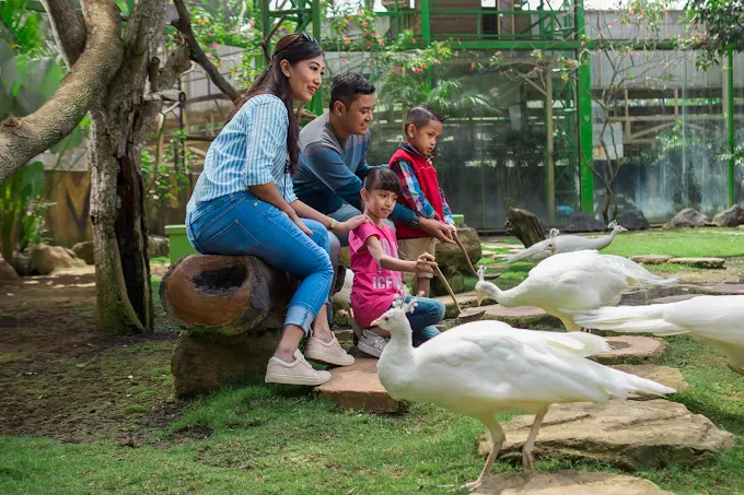 keluarga sedang memberi makan merak betina