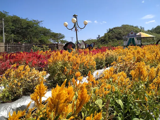 hamparan bungan celosia di taman bunga celosia jogja