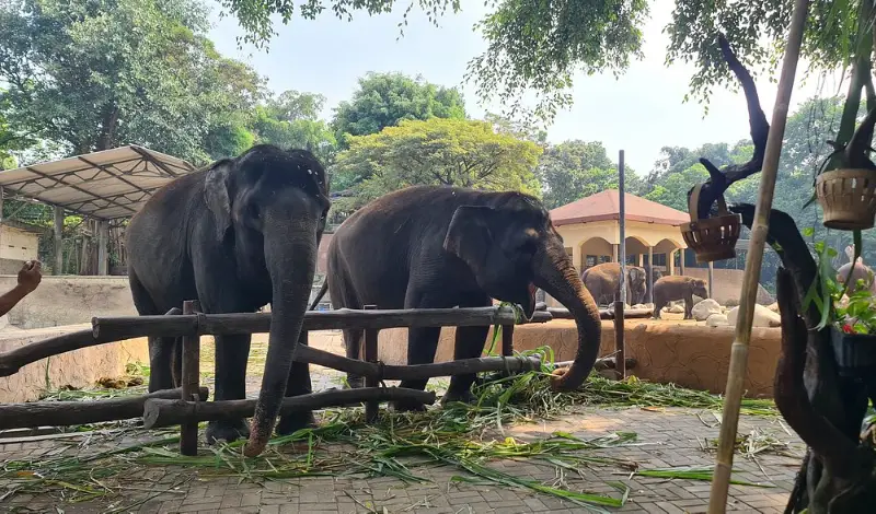 gajah-gajah sedang makan rumput di gembira loka zoo