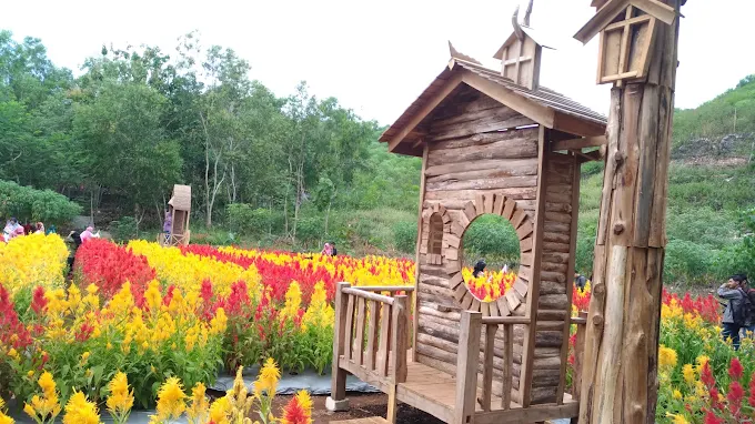 hamparan bunga dan spot foto di taman bunga celosia