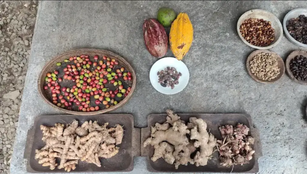 Agrowisata Kopi Kintamani