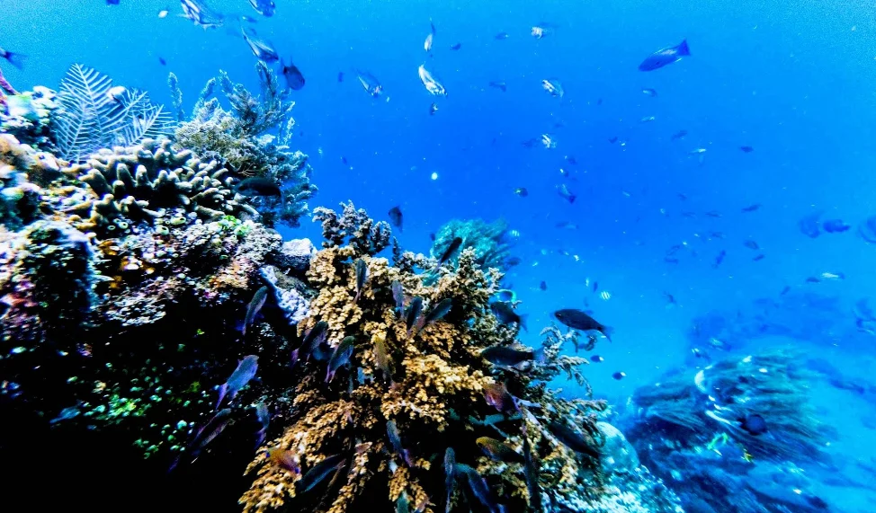 Scuba Diving di Amed