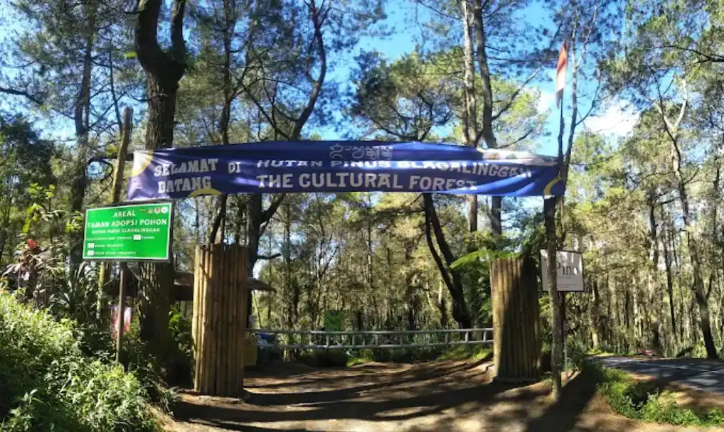 Hutan Pinus Glagah Linggah Lestari