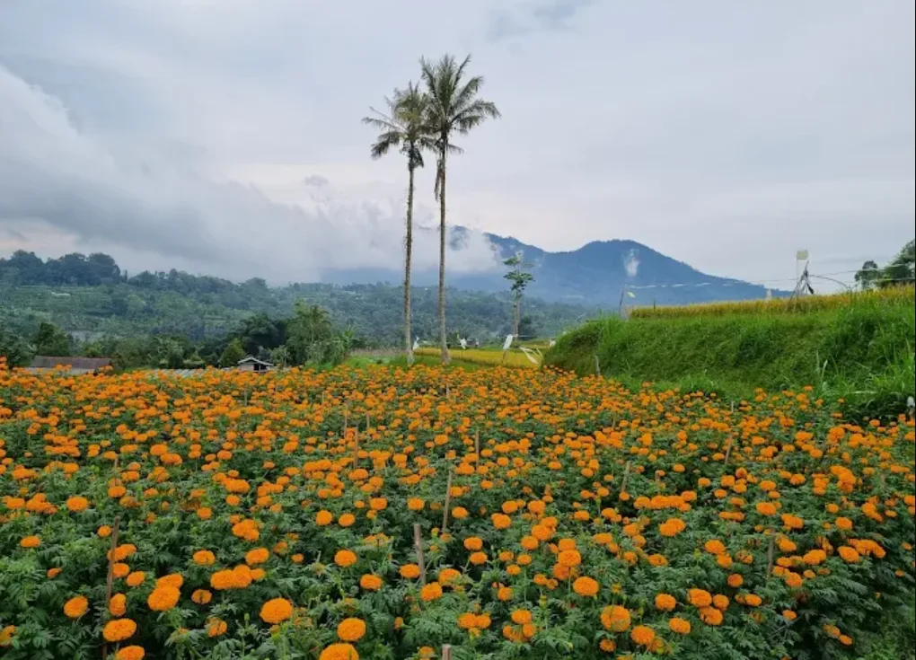 Kebun Bunga Marigold Temen