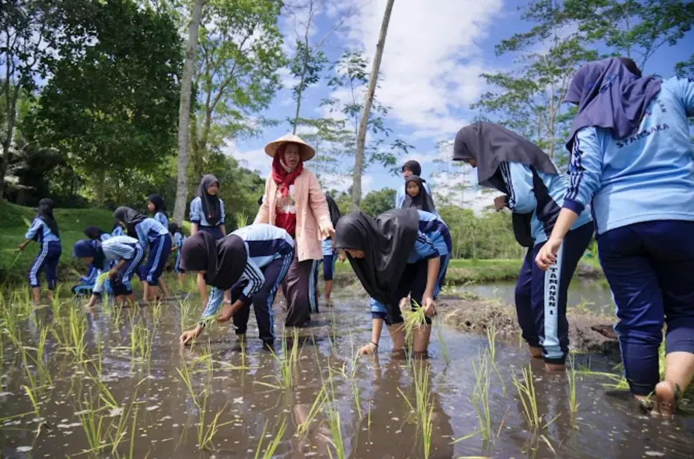 ledok sembi, tampak anak-anak sekolah berusia belasan tahun menanam padi di sawah