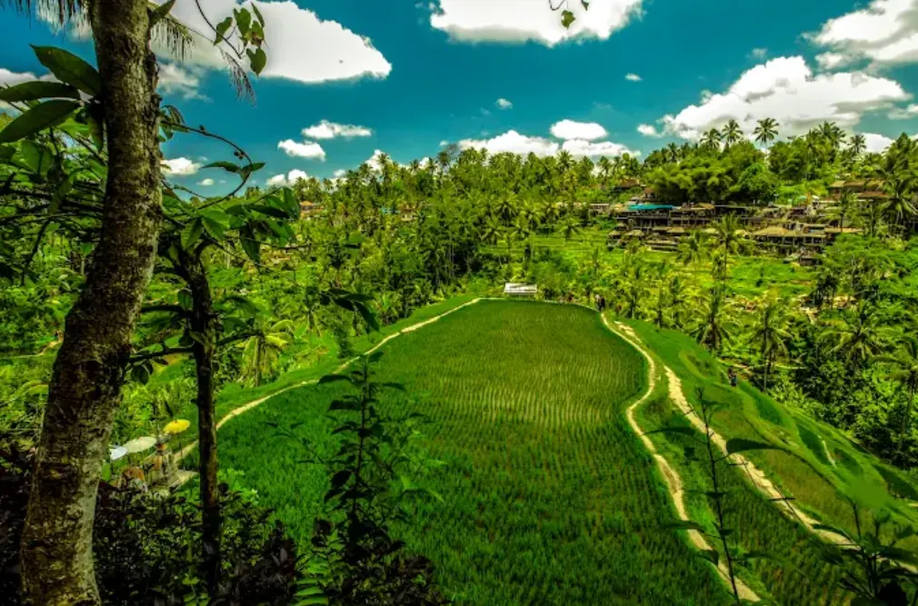 Tegallalang Rice Terrace
