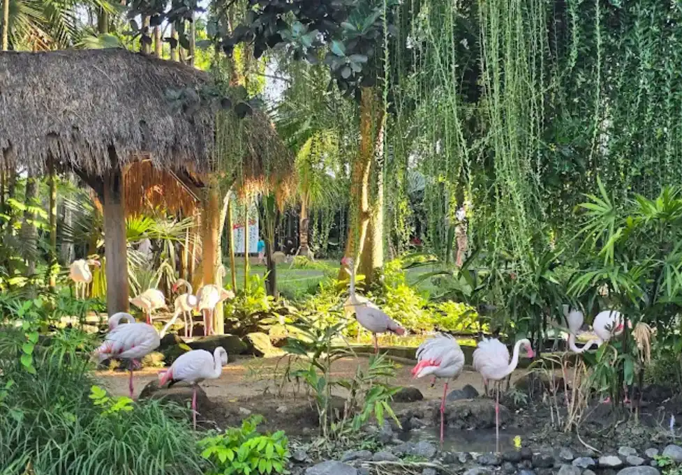 Bali Bird Park