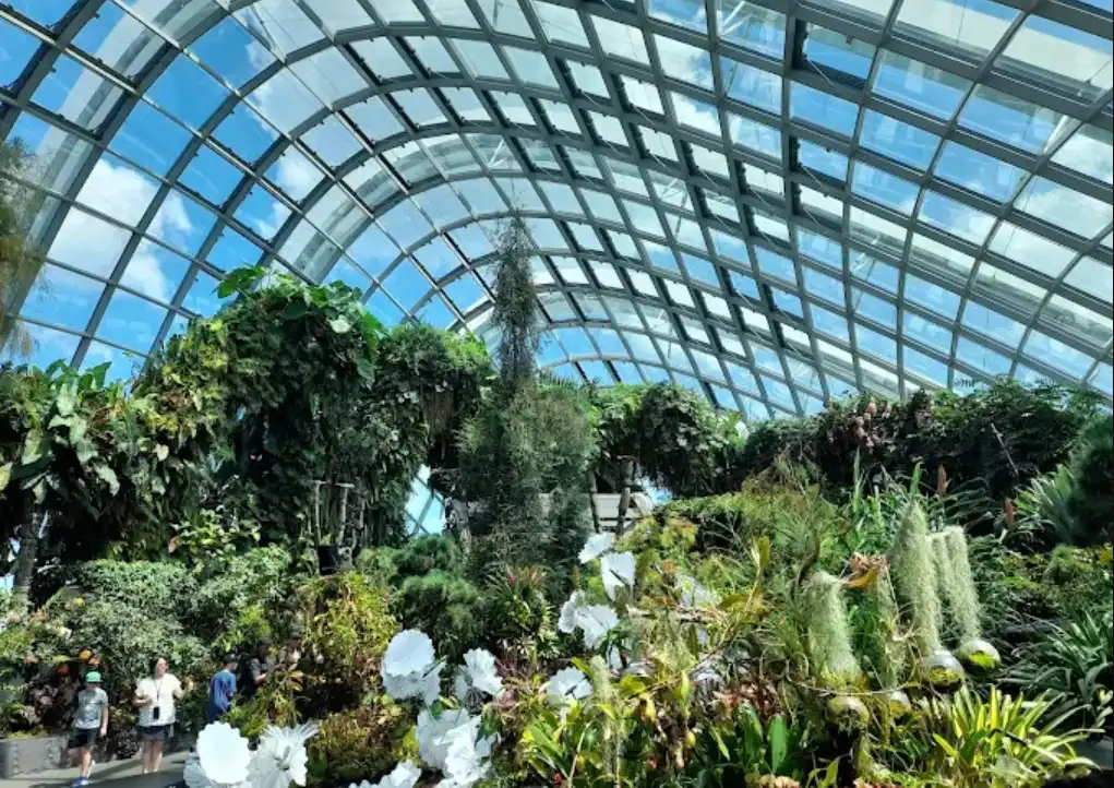 Cloud Forest