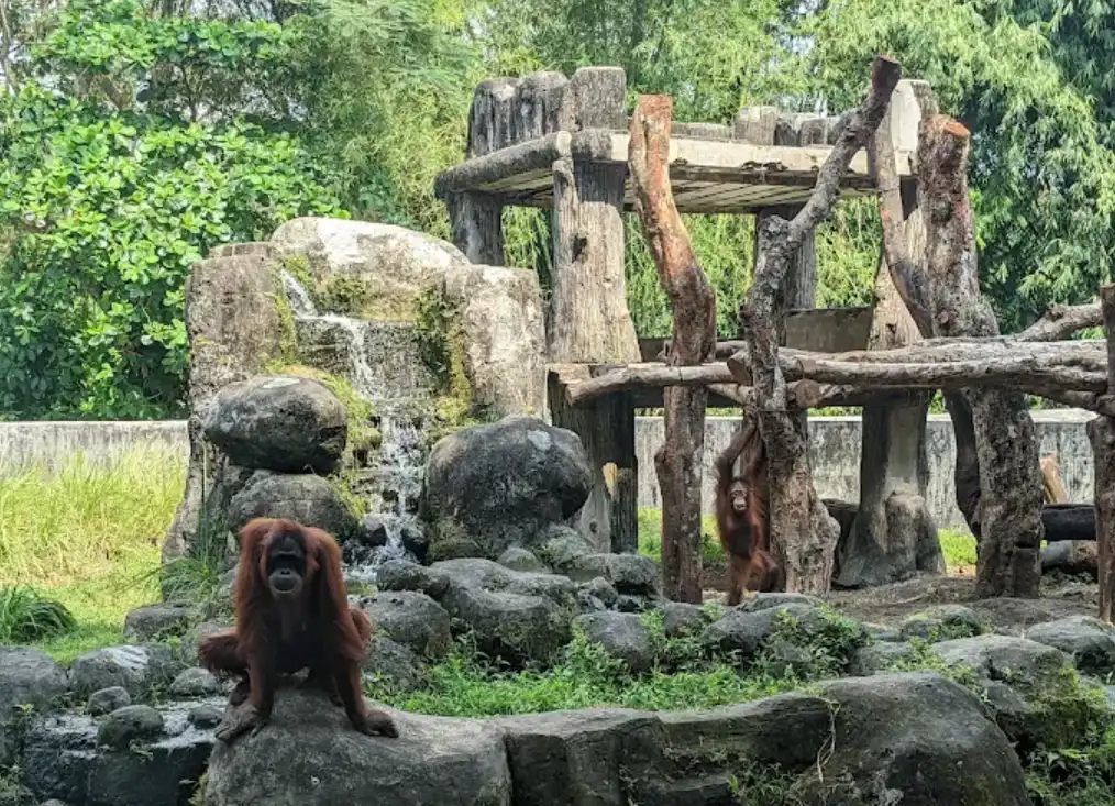 gembira loka zoo, tampak seekor orang utan sedang duduk santai