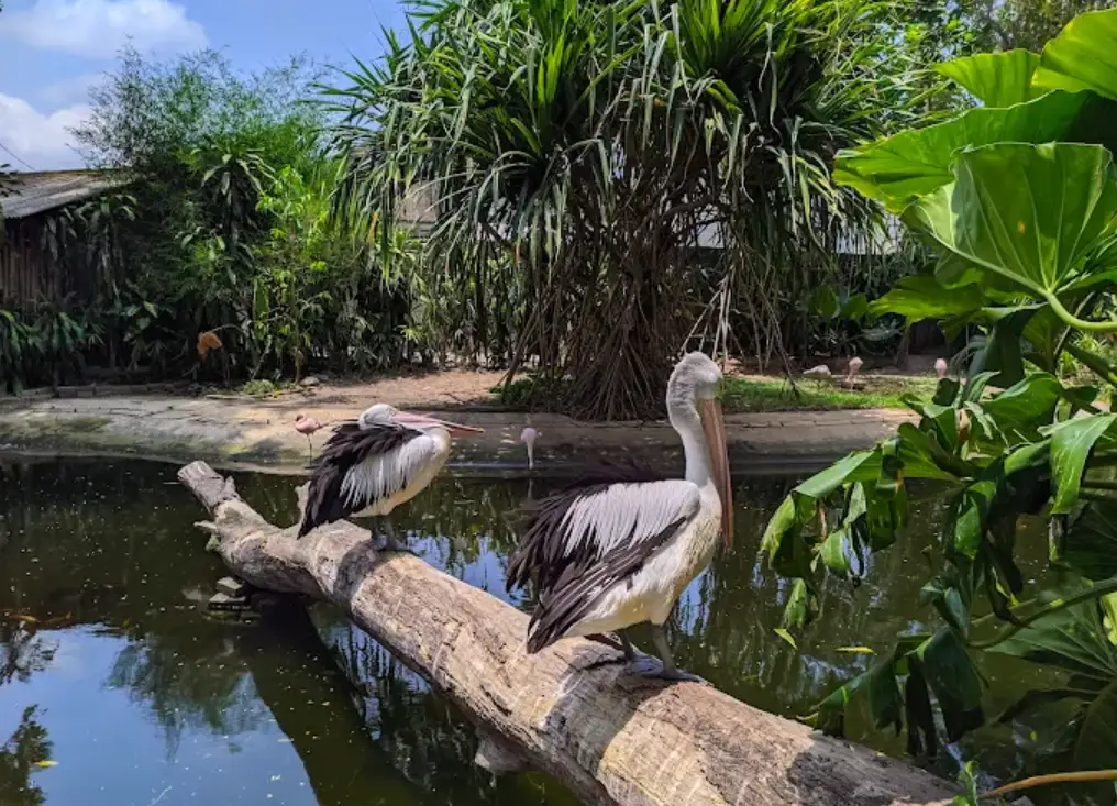 2 pelikan sedang berdiri di atas batang pohon, foto ini di ambil di tempat wisata anak, gembira loka zoo
