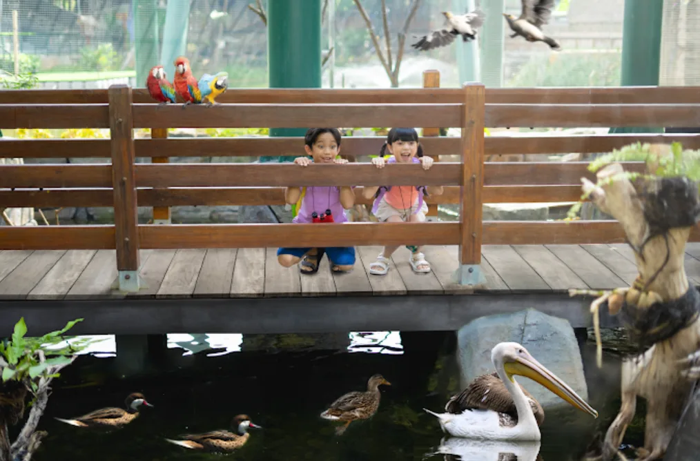 jakarta bird land, ada 2 orang anak sedang melihat burung pelikan berenang