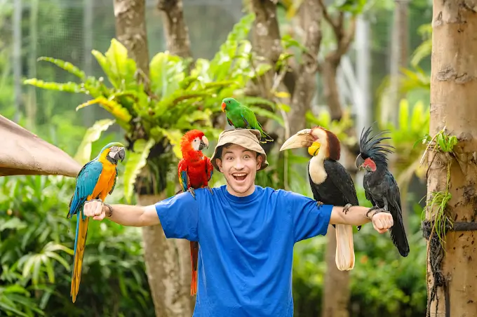 beberapa burung hinggap di lengan seorang pria di jakarta bird land