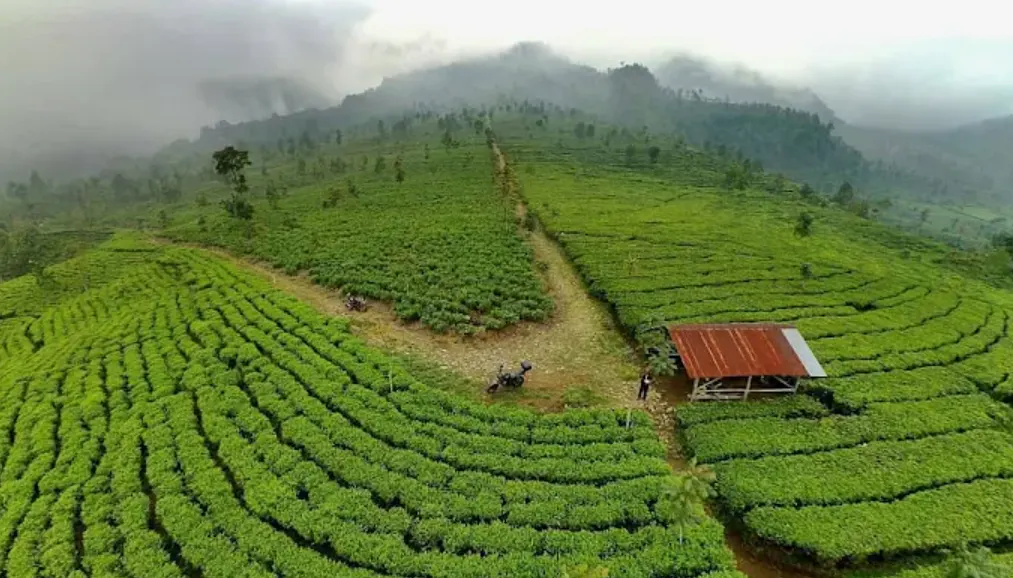 foto kebun teh medini dengan sawung di tengah-tengah kebun teh