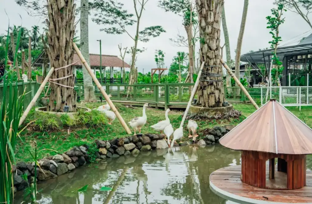 obelix village, tampak beberapa ekor bebek sedang bermain di taman