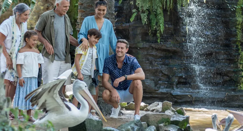 Pengalaman Memberi Makan Burung (Pelican Feeding). keluarga sedang memberi makan pelikan.
