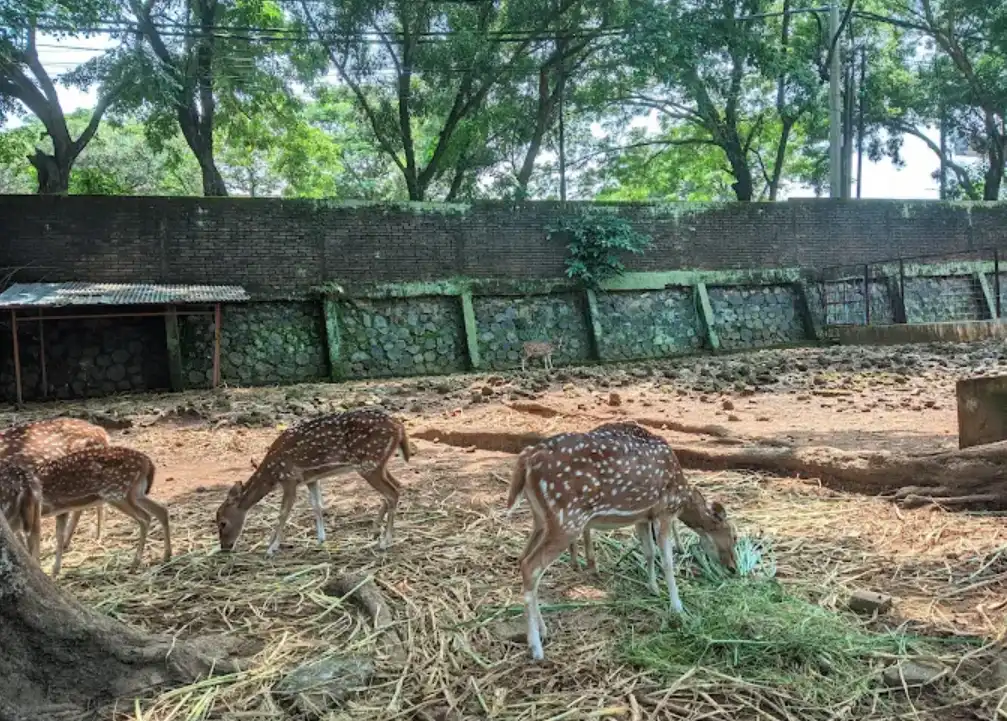 semarang zoo, kebun binataan semarang. tamapk 4 rusa tutul putih sedang makan rumput kering