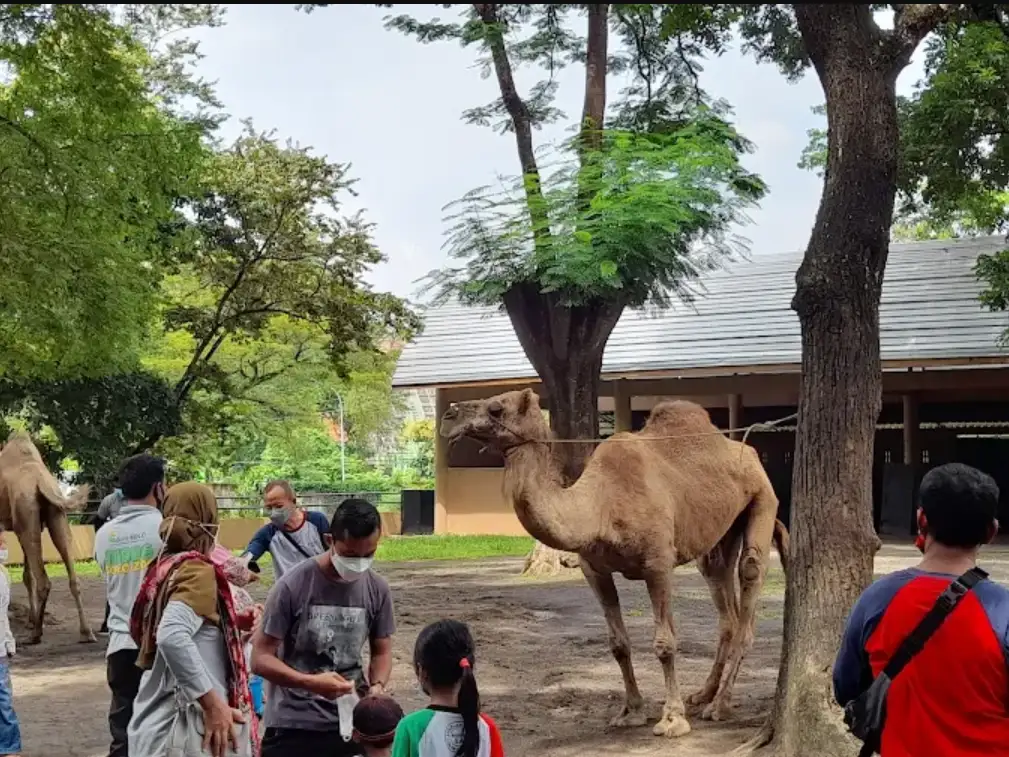 solo safari di solo. tempat wisata anak. tampak keluarga yang sedang berlibur memberi makan unta