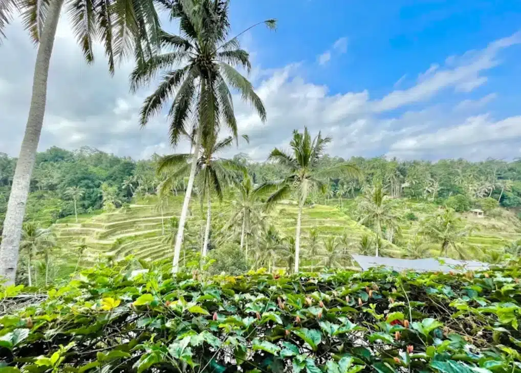 Tegallalang Rice Terraces
