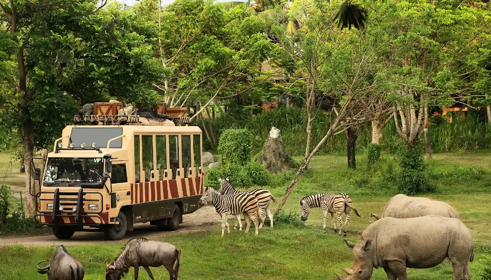 bali safari and amrine park, hewan-hewan sedang makan. ada bus untuk keliling zoo