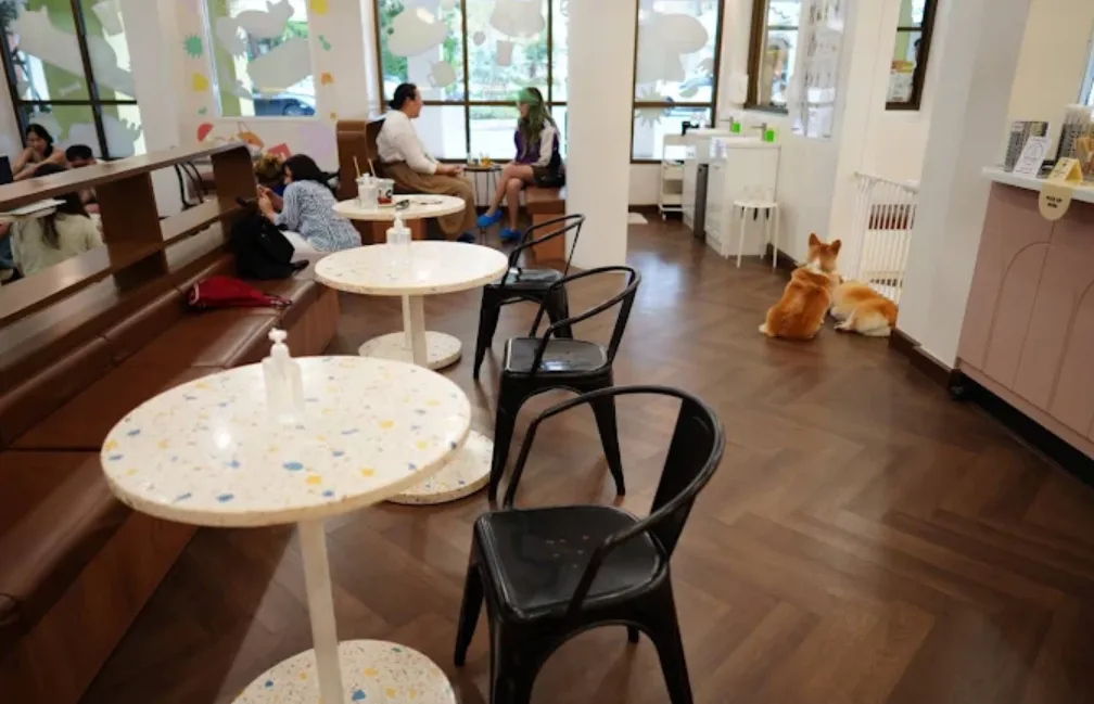 Corgi in the Garden Cafe di thailand