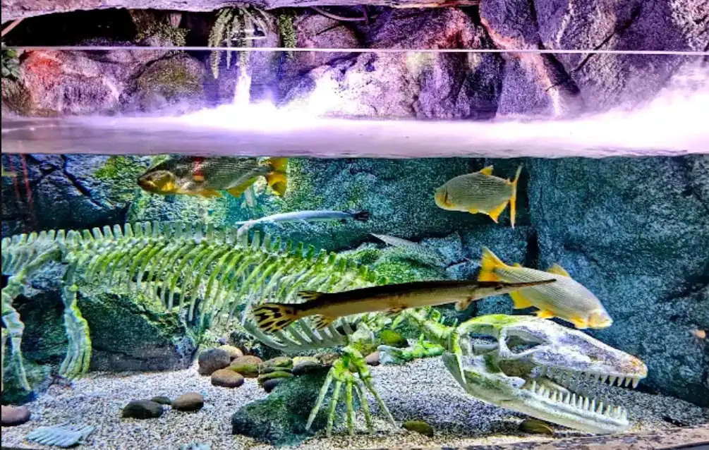 sea life bangkok aquarium dengan tampilan ikan berenang