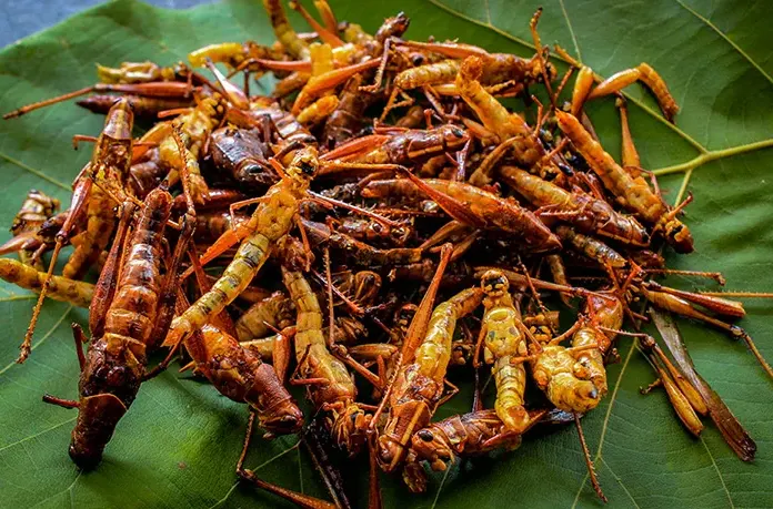 Takatan atau Takatan Thod, yaitu Belalang Goreng
