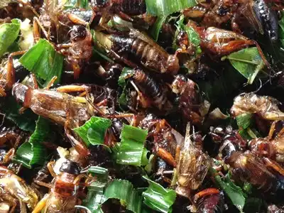 ing Leed atau Jing Reed, yaitu Jangkrik Goreng