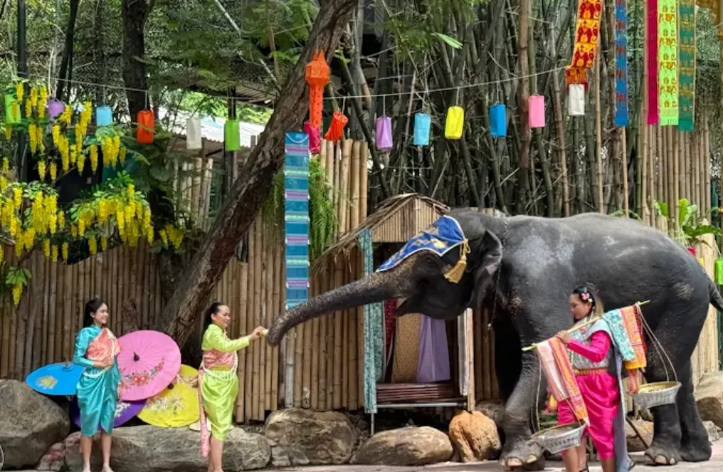 safari world bangkok. foto gajah yang diberi makan oleh pawang wanita