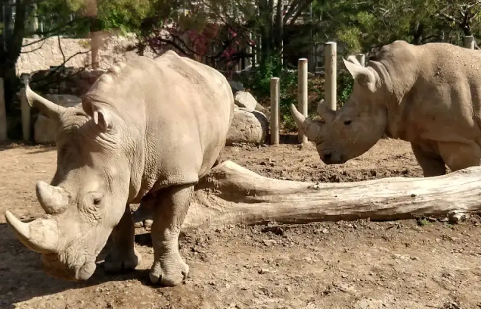 Beijing Zoo