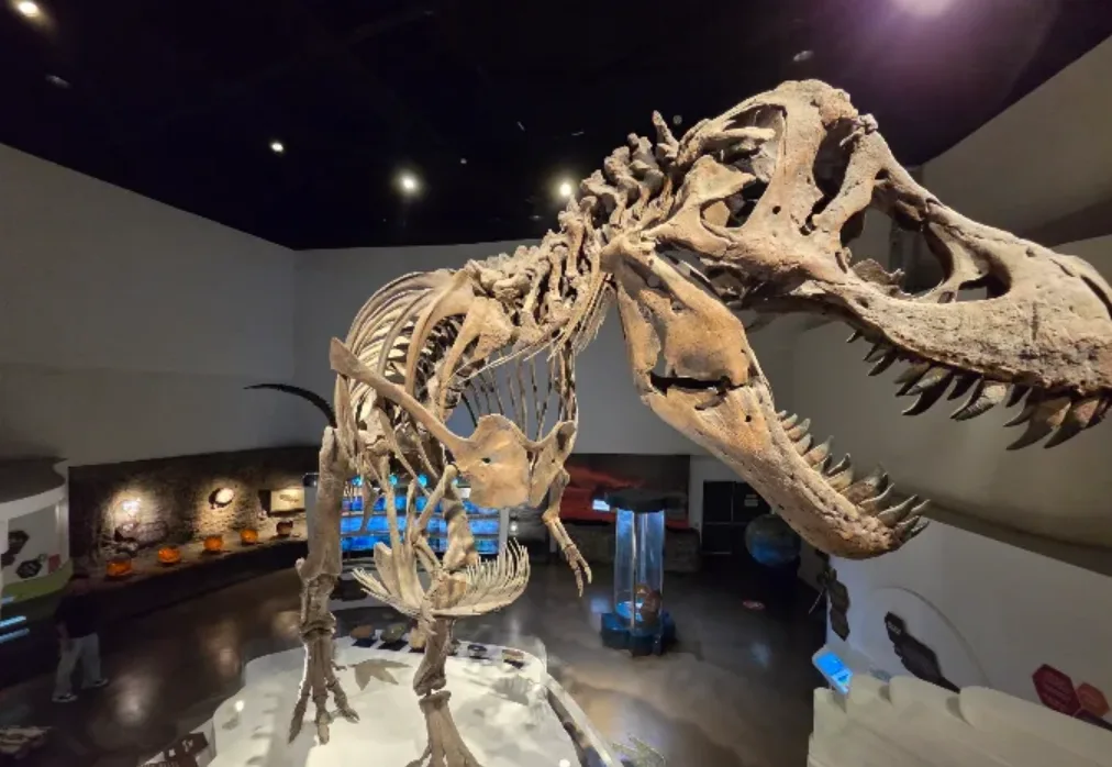 The Mind Museum