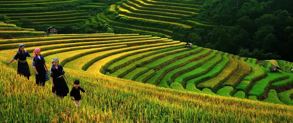 Sapa Rice Terraces - Lao Cai